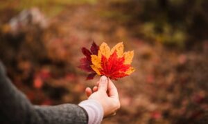 6 New Ontario OINP Draws Issue 1,680 Invitations for Permanent Residency